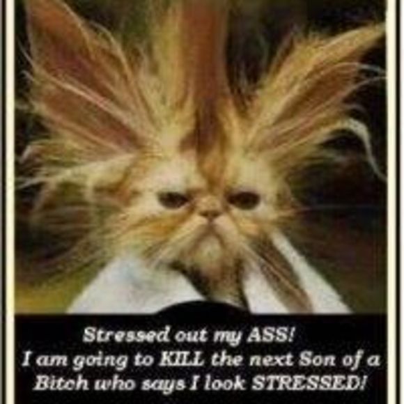 Meet your Posher, Hana - Picture 1 of 1